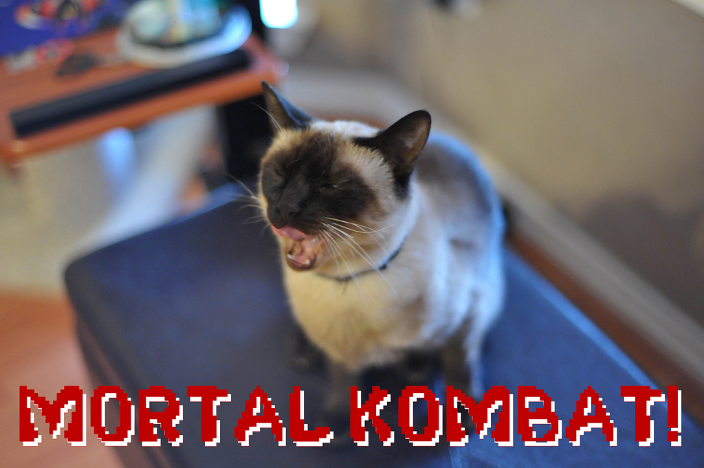 A cat yowling with the words Mortal Kombat! below it, published as part of "AdWords vs AdWords Express: What Small Businesses Should Know"